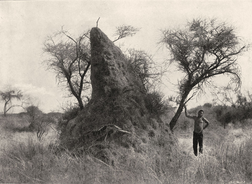 SOUTH AFRICA. Ant Heap, Mashonaland 1899 old antique vintage print picture
